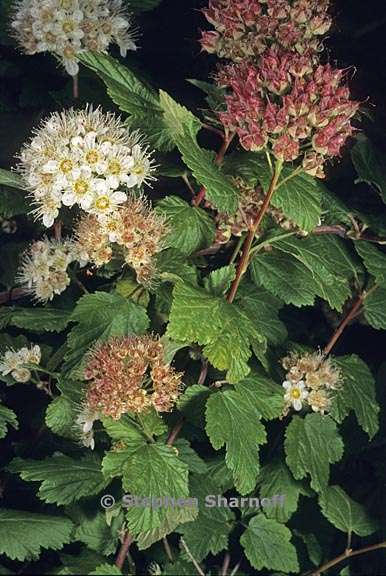 physocarpus capitatus 3 graphic